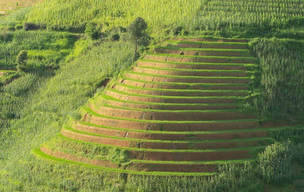 Vista Aérea Superior Terraços Arroz Paddy Fresco Campos Agrícolas Verdes — Fotografia de Stock