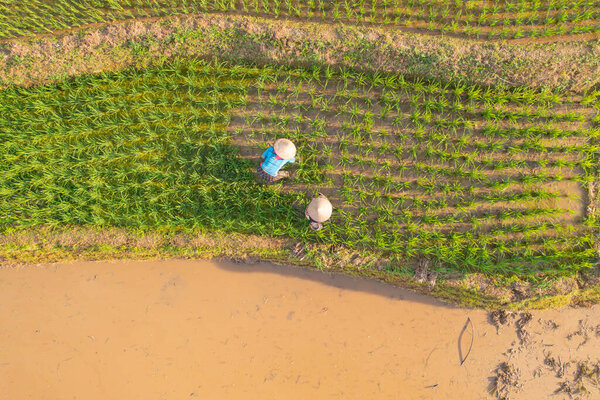 Aerial view of a farmer with fresh paddy rice terraces, green agricultural fields in countryside or rural area of Mu Cang Chai, mountain hills valley in Asia, Vietnam. Nature landscape. People.