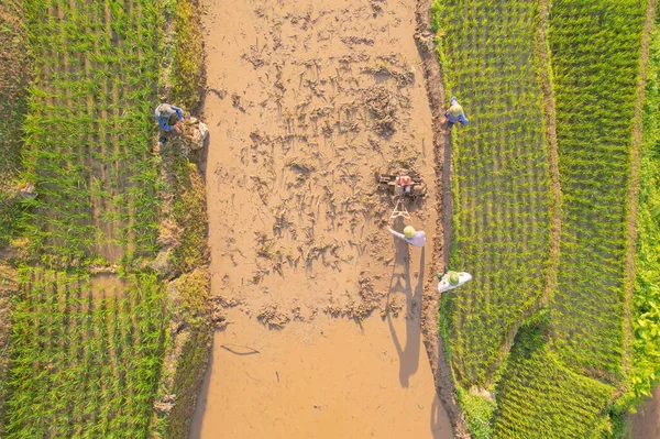 Vista Aérea Agricultor Com Terraços Arroz Fresco Campos Agrícolas Verdes — Fotografia de Stock