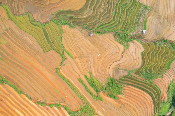 Повітряний Вид Нові Рисові Тераси Зелені Сільськогосподарські Поля Сільській Місцевості — стокове фото