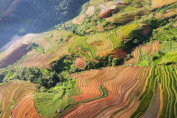 Letecký Pohled Shora Čerstvé Rýžové Terasy Zelená Zemědělská Pole Krajině — Stock fotografie