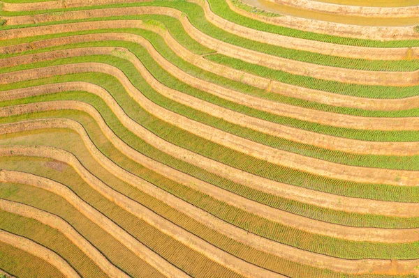 Bovenaanzicht Vanuit Lucht Van Verse Padie Rijstterrassen Groene Landbouwvelden Het — Stockfoto