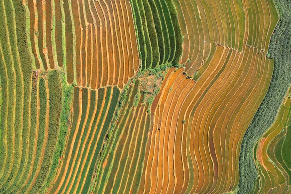 Верхний Вид Воздуха Свежие Рисовые Террасы Зеленые Сельскохозяйственные Поля Сельской — стоковое фото
