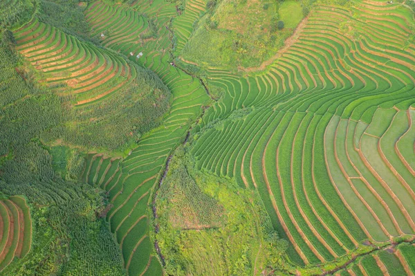 Luftaufnahme Von Frischen Reisterrassen Grünen Landwirtschaftlichen Feldern Der Landschaft Oder — Stockfoto