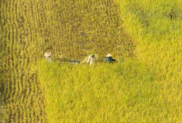 Letecký Pohled Farmáře Čerstvou Neloupanou Rýží Zelená Zemědělská Pole Venkově — Stock fotografie