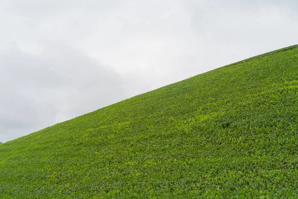 Letecký Pohled Zelený Čerstvý Čaj Nebo Jahodovou Farmu Pole Zemědělských — Stock fotografie