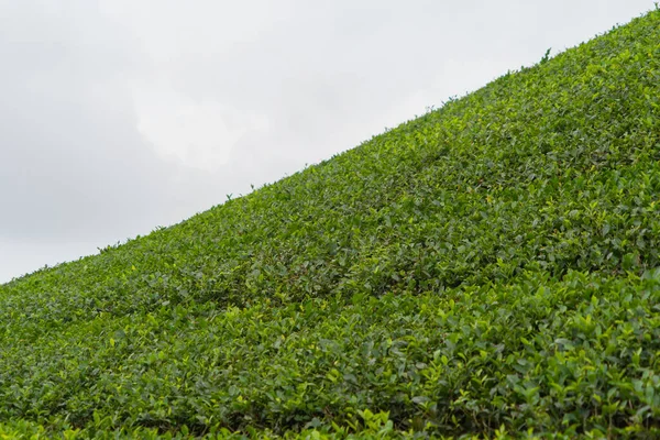 Letecký Pohled Zelený Čerstvý Čaj Nebo Jahodovou Farmu Pole Zemědělských — Stock fotografie