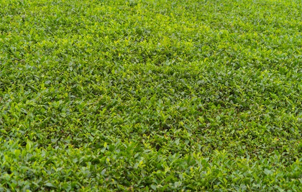 空中俯瞰着绿茶或草莓农场 亚洲有高山的农业植物田 农村地区 农场图案纹理 越南龙哥自然景观背景 — 图库照片