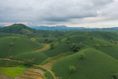 Yeşil taze çay veya çilek çiftliğinin havadan görünüşü, Asya 'da dağ tepeleri olan tarımsal bitki tarlaları. Kırsal bölge. Çiftlik dokusu. Doğa manzarası arka planı, Long Coc, Vietnam.