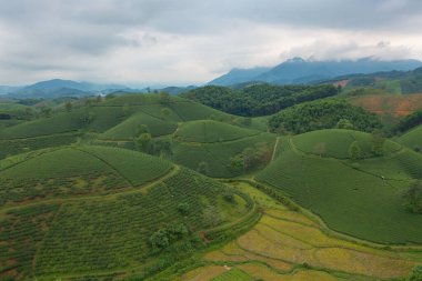 Yeşil taze çay veya çilek çiftliğinin havadan görünüşü, Asya 'da dağ tepeleri olan tarımsal bitki tarlaları. Kırsal bölge. Çiftlik dokusu. Doğa manzarası arka planı, Long Coc, Vietnam.