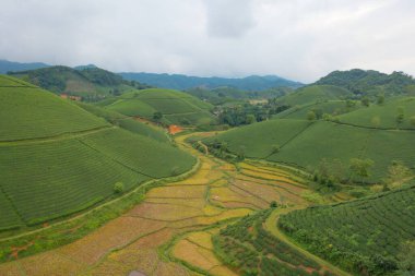 Yeşil taze çay veya çilek çiftliğinin havadan görünüşü, Asya 'da dağ tepeleri olan tarımsal bitki tarlaları. Kırsal bölge. Çiftlik dokusu. Doğa manzarası arka planı, Long Coc, Vietnam.