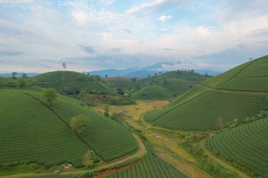 Yeşil taze çay veya çilek çiftliğinin havadan görünüşü, Asya 'da dağ tepeleri olan tarımsal bitki tarlaları. Kırsal bölge. Çiftlik dokusu. Doğa manzarası arka planı, Long Coc, Vietnam.