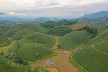 Yeşil taze çay veya çilek çiftliğinin havadan görünüşü, Asya 'da dağ tepeleri olan tarımsal bitki tarlaları. Kırsal bölge. Çiftlik dokusu. Doğa manzarası arka planı, Long Coc, Vietnam.