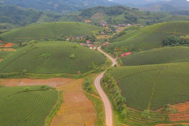 Yeşil taze çay veya çilek çiftliğinin havadan görünüşü, Asya 'da dağ tepeleri olan tarımsal bitki tarlaları. Kırsal bölge. Çiftlik dokusu. Doğa manzarası arka planı, Long Coc, Vietnam.