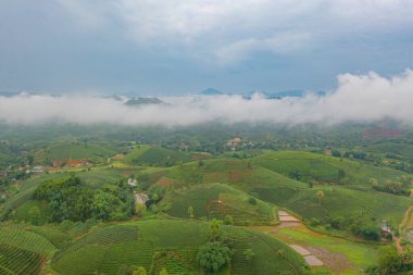 Yeşil taze çay veya çilek çiftliğinin havadan görünüşü, Asya 'da dağ tepeleri olan tarımsal bitki tarlaları. Kırsal bölge. Çiftlik dokusu. Doğa manzarası arka planı, Long Coc, Vietnam.