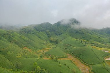 Yeşil taze çay veya çilek çiftliğinin havadan görünüşü, Asya 'da dağ tepeleri olan tarımsal bitki tarlaları. Kırsal bölge. Çiftlik dokusu. Doğa manzarası arka planı, Long Coc, Vietnam.