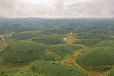 Yeşil taze çay veya çilek çiftliğinin havadan görünüşü, Asya 'da dağ tepeleri olan tarımsal bitki tarlaları. Kırsal bölge. Çiftlik dokusu. Doğa manzarası arka planı, Long Coc, Vietnam.