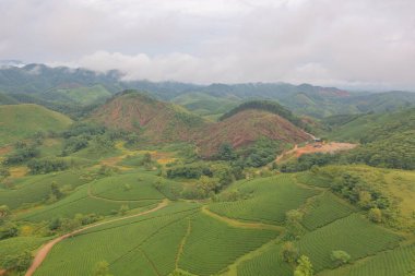 Yeşil taze çay veya çilek çiftliğinin havadan görünüşü, Asya 'da dağ tepeleri olan tarımsal bitki tarlaları. Kırsal bölge. Çiftlik dokusu. Doğa manzarası arka planı, Long Coc, Vietnam.