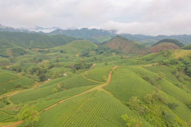 Yeşil taze çay veya çilek çiftliğinin havadan görünüşü, Asya 'da dağ tepeleri olan tarımsal bitki tarlaları. Kırsal bölge. Çiftlik dokusu. Doğa manzarası arka planı, Long Coc, Vietnam.