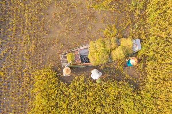 Αεροφωτογραφία Κορυφή Ενός Γεωργού Φρέσκο Ρύζι Paddy Πράσινα Γεωργικά Πεδία — Φωτογραφία Αρχείου