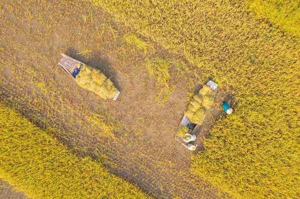 Vista Aérea Superior Agricultor Com Arroz Paddy Fresco Campos Agrícolas — Fotografia de Stock