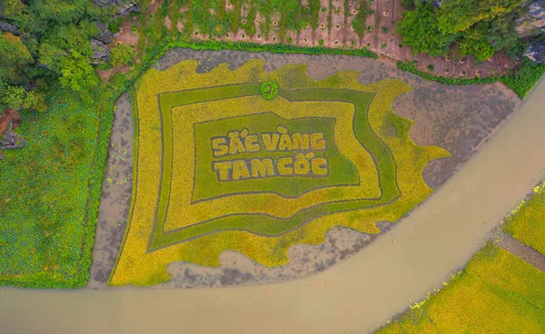Aerial Top View Του Φρέσκου Ρυζιού Paddy Και Λίμνη Ποταμού — Φωτογραφία Αρχείου