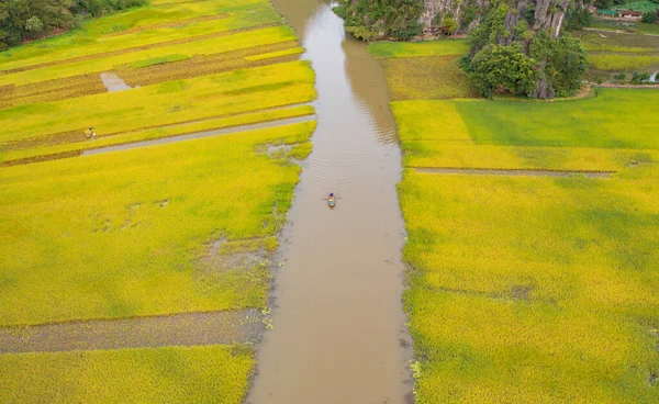 Aerial Top View Fresh Paddy Rice Lake River Green Agricultural — Stock Photo, Image