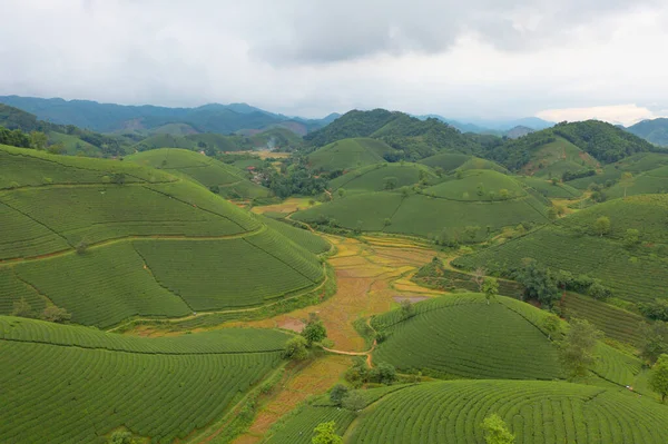 空中俯瞰着绿茶或草莓农场 亚洲有高山的农业植物田 农村地区 农场图案纹理 越南龙哥自然景观背景 — 图库照片