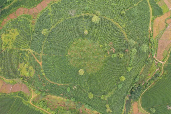 緑の新鮮なお茶やイチゴの農場 アジアの山の丘を持つ農業植物のフィールドの空中トップビュー 農村部 農場のパターンの質感 自然景観背景 Long Coc Vietnam — ストック写真