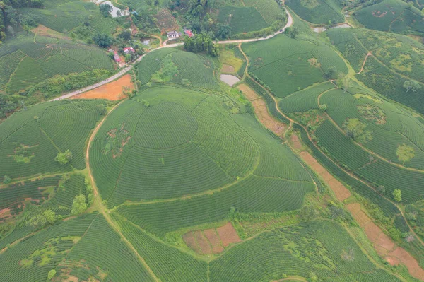 Αεροφωτογραφία Κορυφή Του Πράσινου Φρέσκο Τσάι Φράουλα Αγρόκτημα Αγροτικά Φυτά — Φωτογραφία Αρχείου