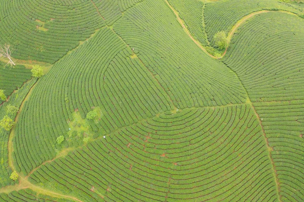 Pemandangan Udara Atas Teh Hijau Segar Atau Pertanian Stroberi Ladang — Stok Foto
