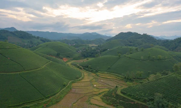 Stock image Aerial top view of green fresh tea or strawberry farm, agricultural plant fields with mountain hills in Asia. Rural area. Farm pattern texture. Nature landscape background, Long Coc, Vietnam.