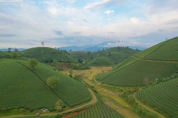 Stock image Aerial top view of green fresh tea or strawberry farm, agricultural plant fields with mountain hills in Asia. Rural area. Farm pattern texture. Nature landscape background, Long Coc, Vietnam.