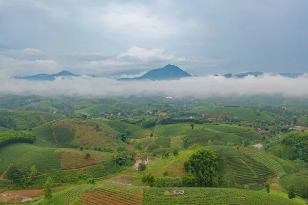 Luftaufnahme Von Grünem Frischen Tee Oder Erdbeerfarm Landwirtschaftlichen Pflanzenfeldern Mit — Stockfoto
