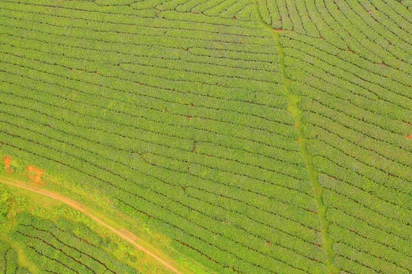 Luftaufnahme Von Grünem Frischen Tee Oder Erdbeerfarm Landwirtschaftlichen Pflanzenfeldern Mit — Stockfoto