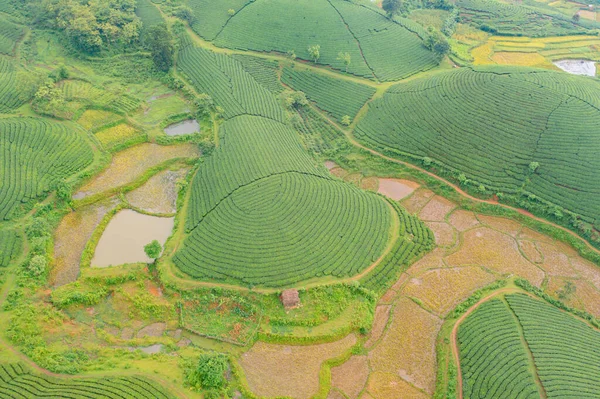 Luftaufnahme Von Grünem Frischen Tee Oder Erdbeerfarm Landwirtschaftlichen Pflanzenfeldern Mit — Stockfoto