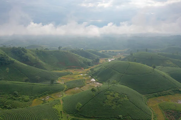 Vista Aérea Superior Chá Fresco Verde Fazenda Morango Campos Plantas — Fotografia de Stock