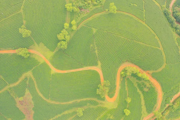 Bovenaanzicht Vanuit Lucht Groene Verse Thee Aardbeienboerderij Akkers Met Landbouwgewassen — Stockfoto