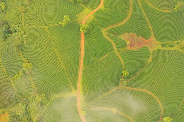 空中俯瞰着绿茶或草莓农场 亚洲有高山的农业植物田 农村地区 农场图案纹理 越南龙哥自然景观背景 — 图库照片