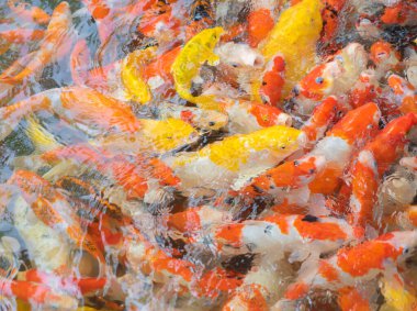 Birçok sazan balığı gölet veya göl su yüzeyinde, hayvan deniz havası ve su etkileşimi çevresel doğa.