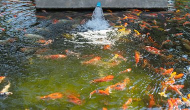Birçok sazan balığı gölet veya göl su yüzeyinde, hayvan deniz havası ve su etkileşimi çevresel doğa.