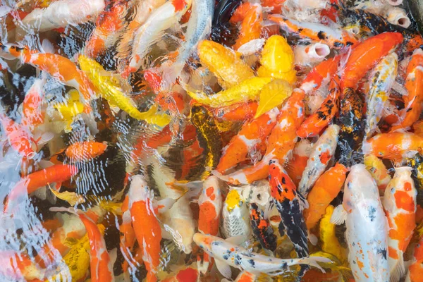 Viele Karpfenfische Teich Oder See Wasseroberfläche Tierische Meeresluft Und Wasser — Stockfoto