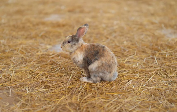 Conigli Negozio Animali Con Gabbia Fattoria Imprese Animali — Foto Stock