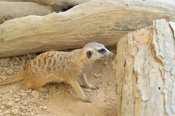Meerkat Mammal Animal Zoo — Stock Photo, Image