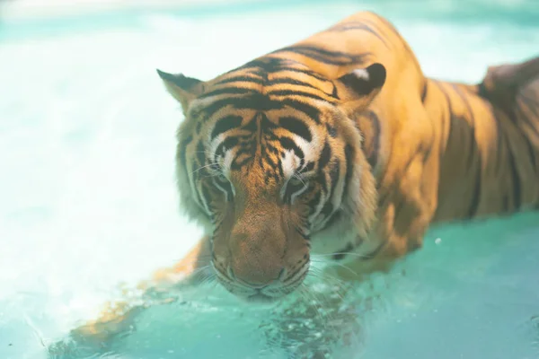 Tiger Zoo Gefährliches Tier — Stockfoto