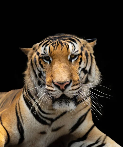 Тигр Зоопарку Небезпечна Тварина — стокове фото