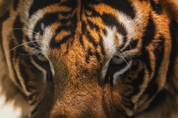 动物园里的老虎 危险的动物 — 图库照片