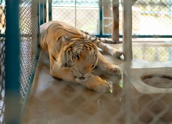 动物园里的老虎 危险的动物 — 图库照片