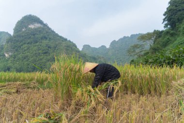 Taze çeltik pirinç terasları olan bir çiftçi, Mu Cang Chai 'nin kırsal ya da kırsal kesimindeki yeşil tarım arazileri, Asya' daki dağ tepeleri vadisi, Vietnam. Doğa manzarası. İnsan yaşam tarzı.