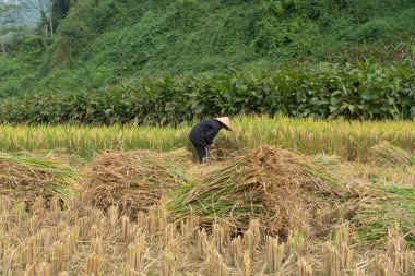 Taze çeltik pirinç terasları olan bir çiftçi, Mu Cang Chai 'nin kırsal ya da kırsal kesimindeki yeşil tarım arazileri, Asya' daki dağ tepeleri vadisi, Vietnam. Doğa manzarası. İnsan yaşam tarzı.